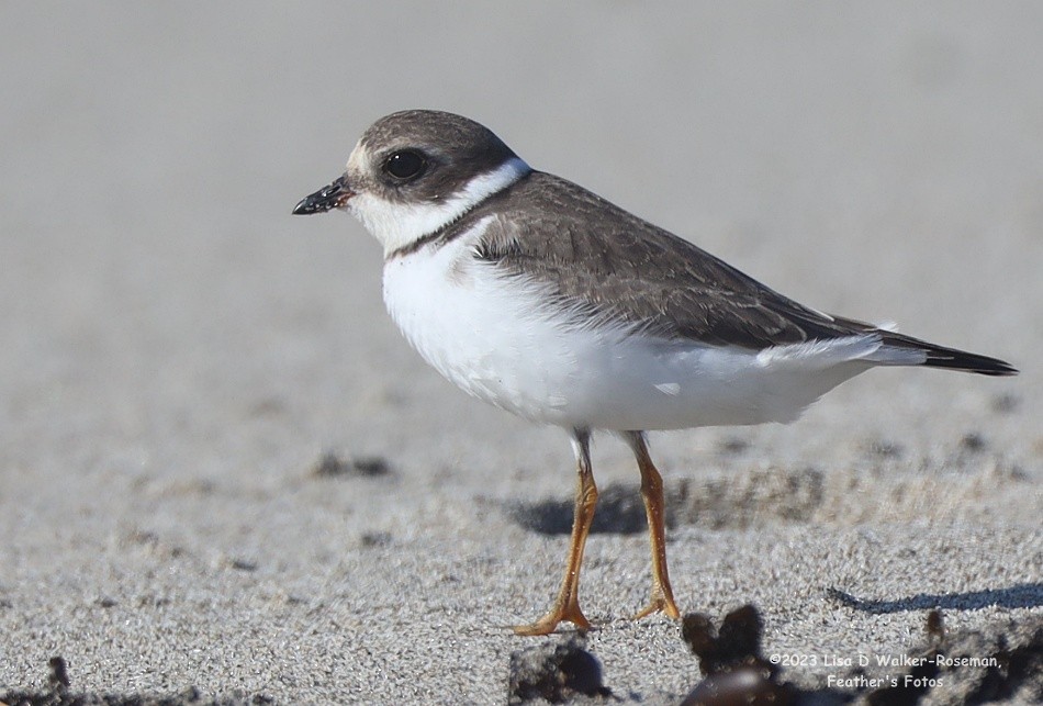 Semipalmated Plover - ML606731731