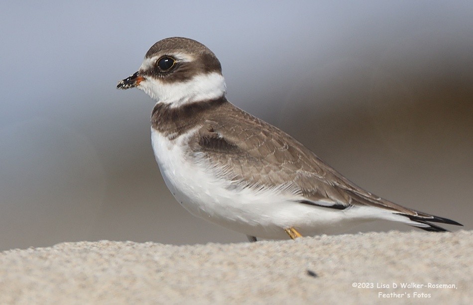 Semipalmated Plover - ML606731741