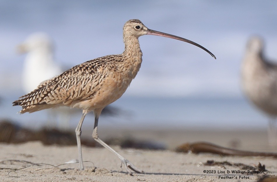 Long-billed Curlew - ML606731801