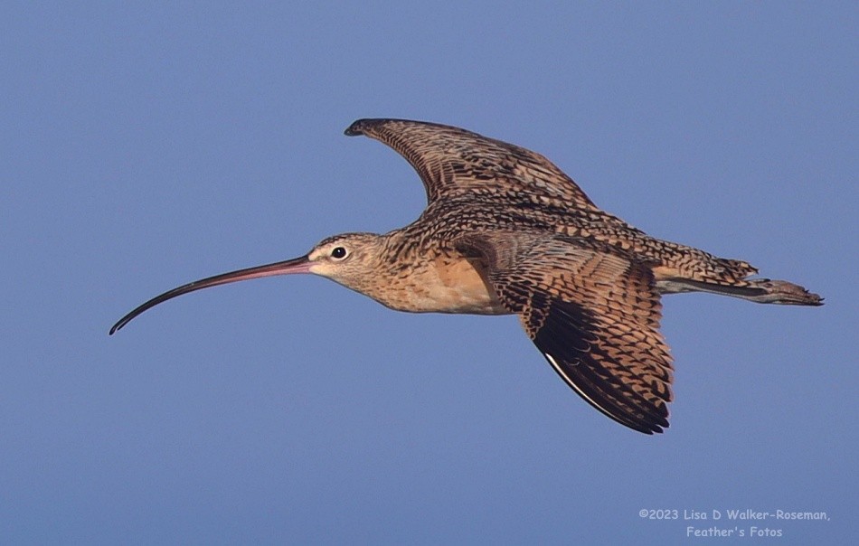 Long-billed Curlew - ML606731811