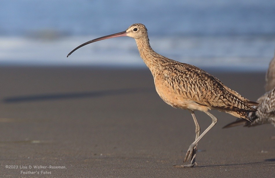 Long-billed Curlew - ML606731821