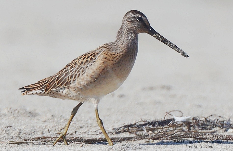 Short-billed Dowitcher - Lisa Walker-Roseman