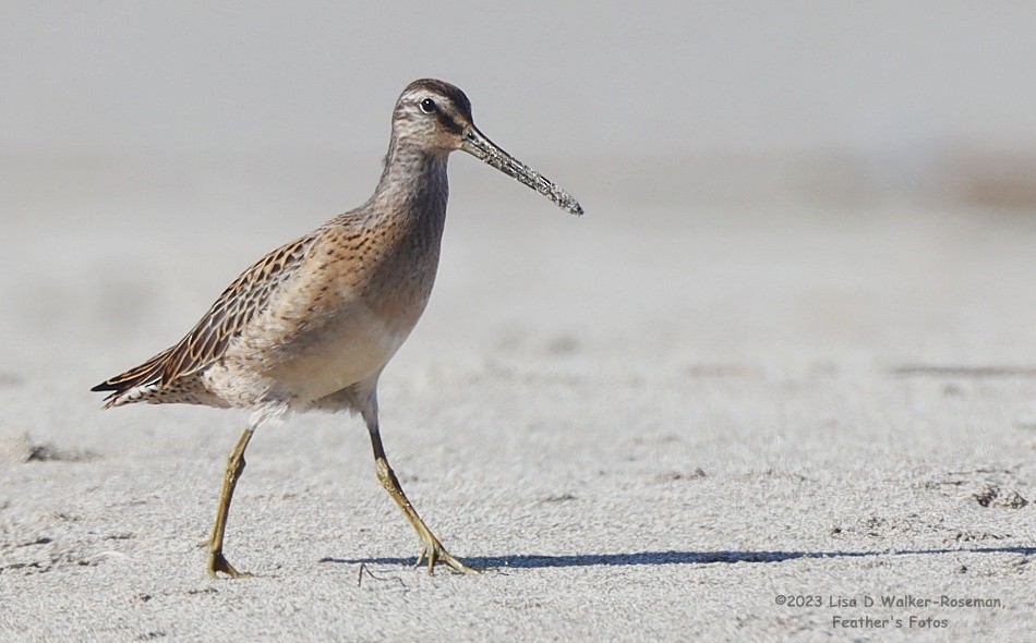 Short-billed Dowitcher - ML606732071