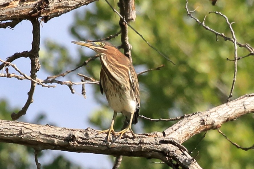 Green Heron - ML606732371