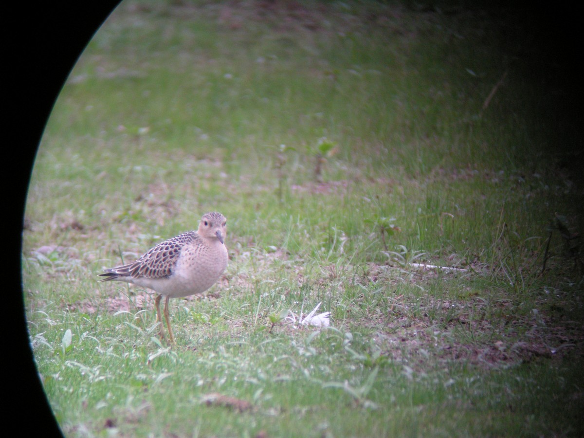 Buff-breasted Sandpiper - ML606733081