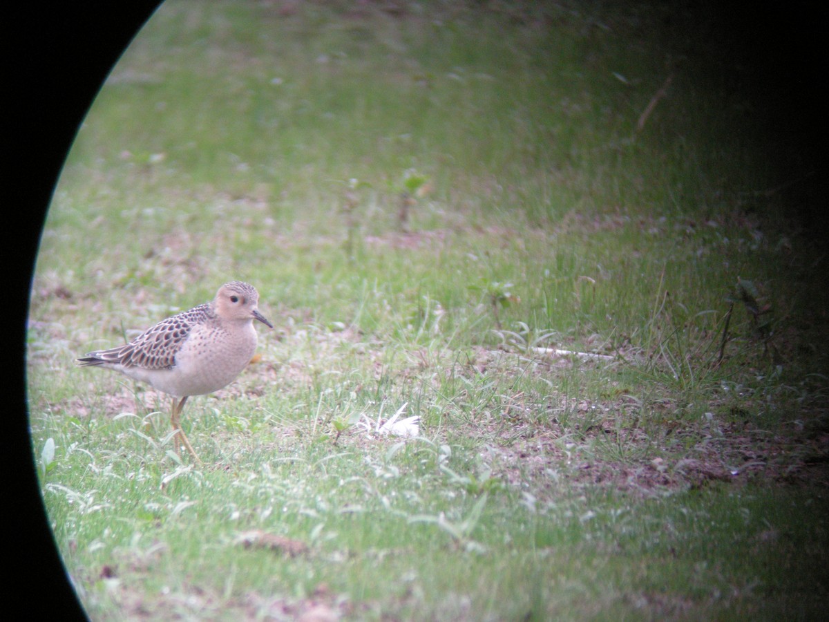 Buff-breasted Sandpiper - Kevin Glueckert