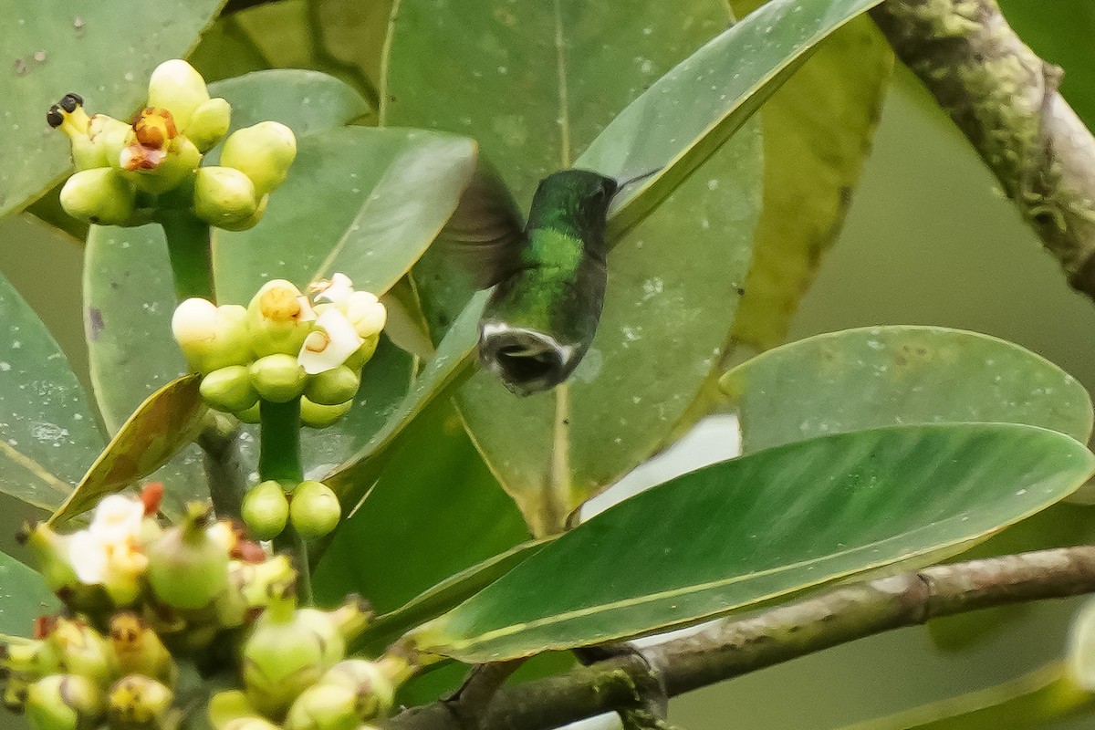 Green Thorntail - Beny Wilson