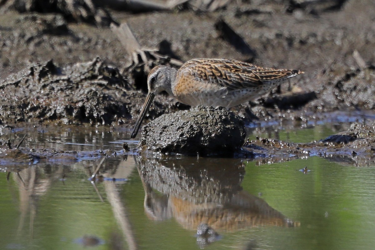 Short-billed Dowitcher - ML606734251