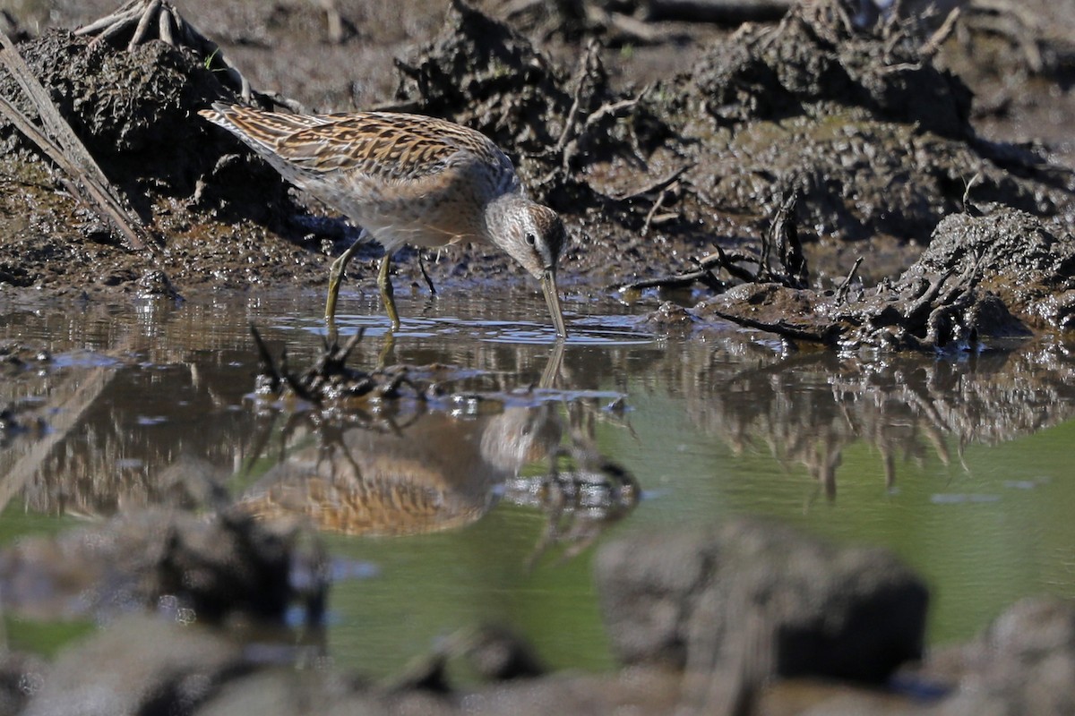 Short-billed Dowitcher - ML606734261