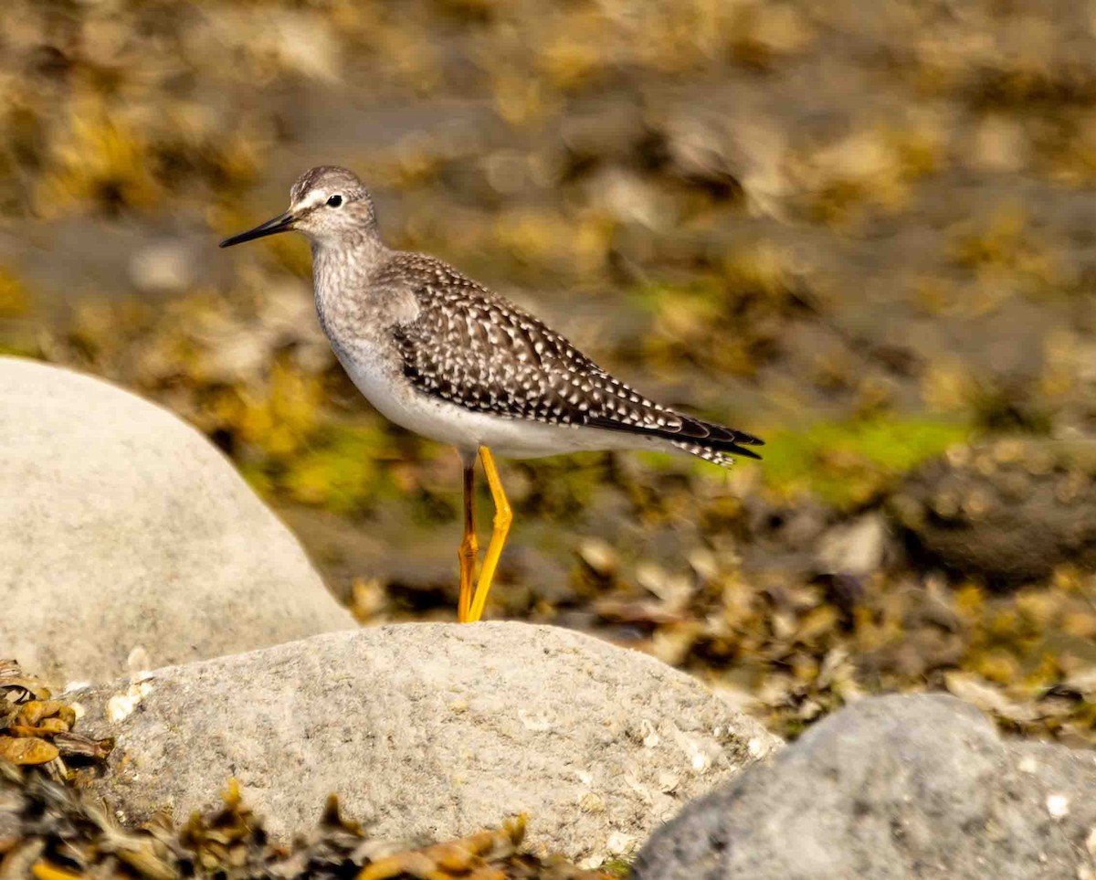 Lesser Yellowlegs - ML606734581