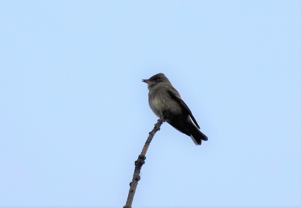 Western Wood-Pewee - ML606735571