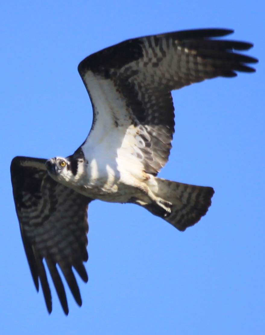 Balbuzard pêcheur - ML60673611