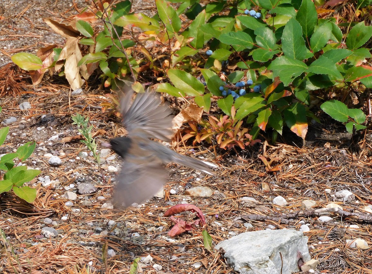 Dark-eyed Junco - ML606736261