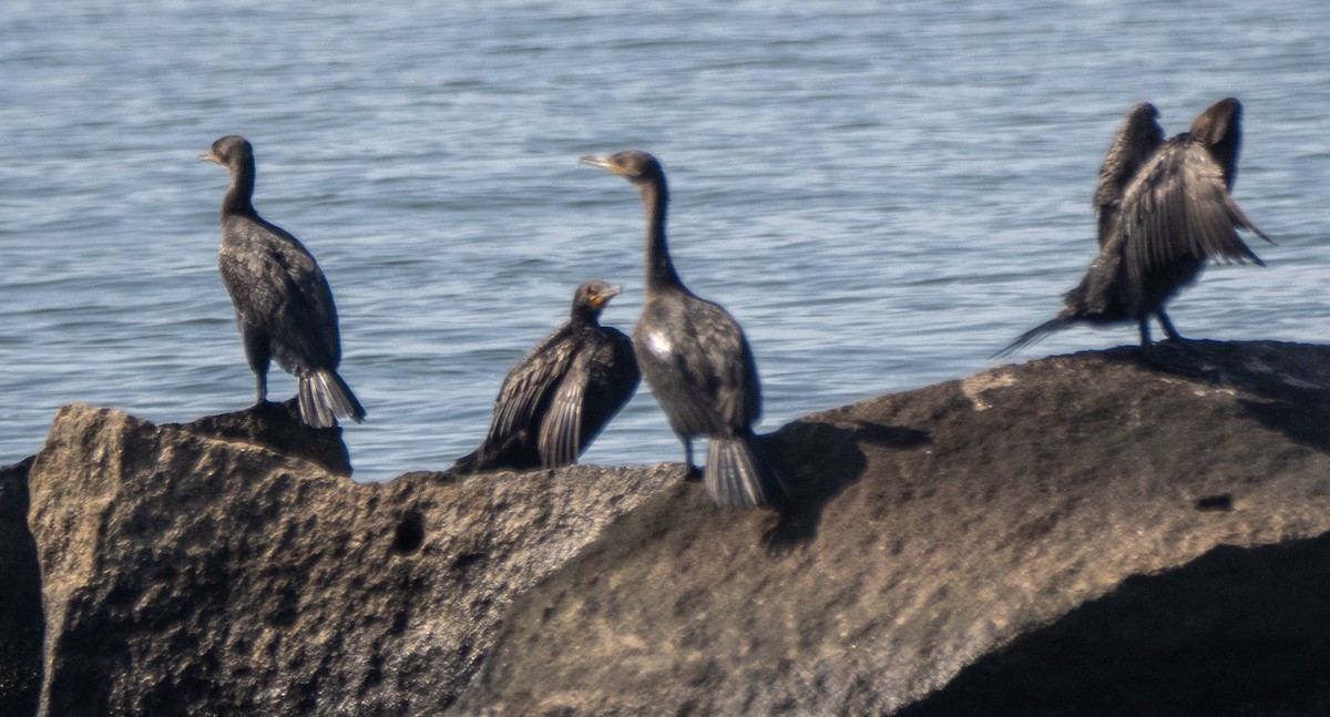 Double-crested Cormorant - ML606736351