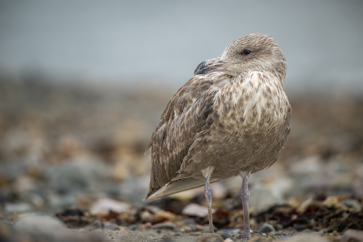 Gaviota Argéntea - ML606736711