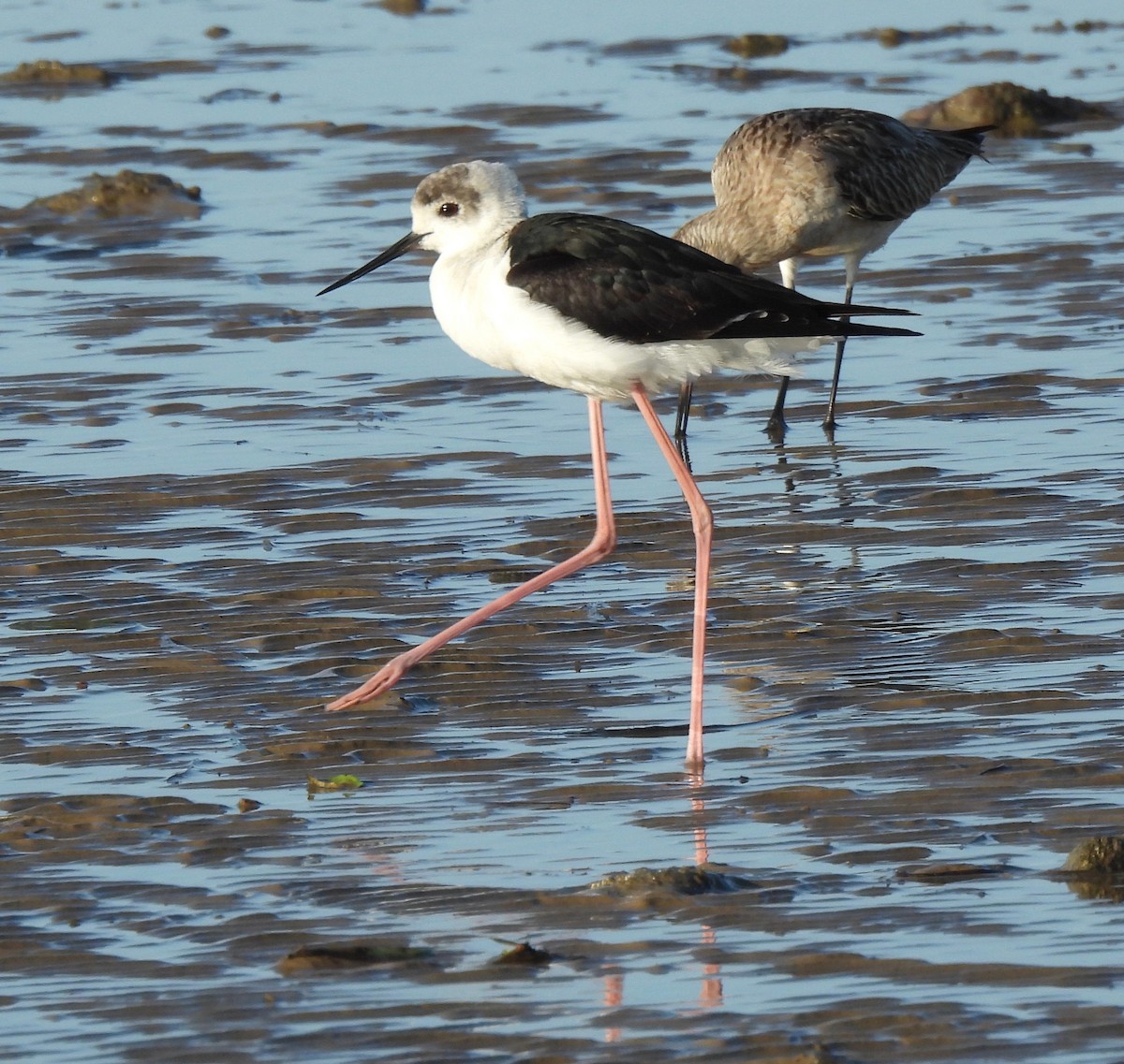 Pied Stilt - ML606737181