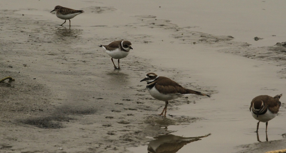 Semipalmated Plover - Tom Beeke