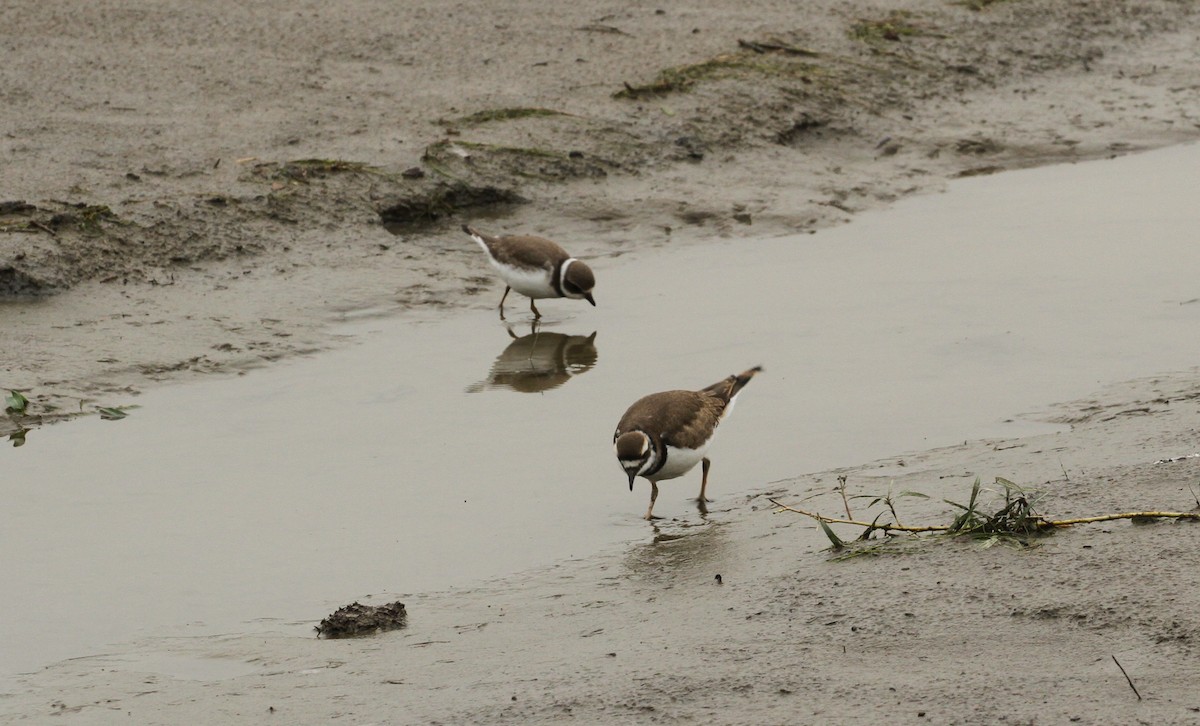 Semipalmated Plover - Tom Beeke