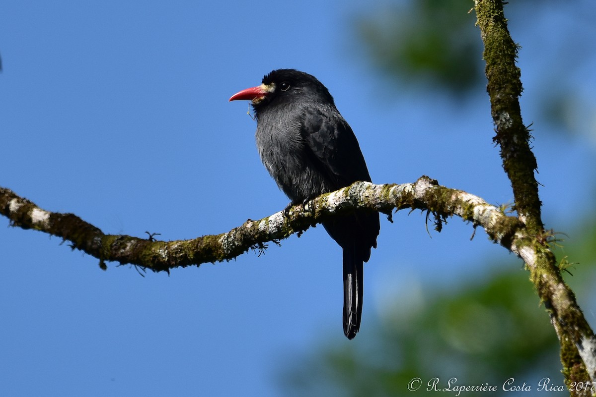 White-fronted Nunbird - René Laperrière