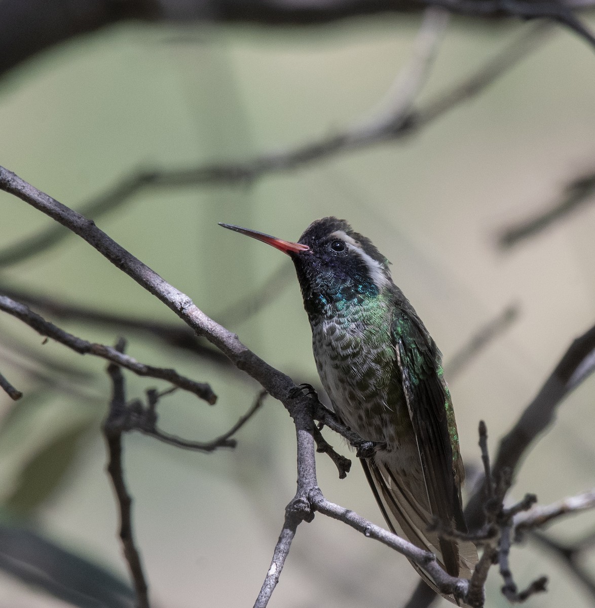 White-eared Hummingbird - Jeremy Alcorn