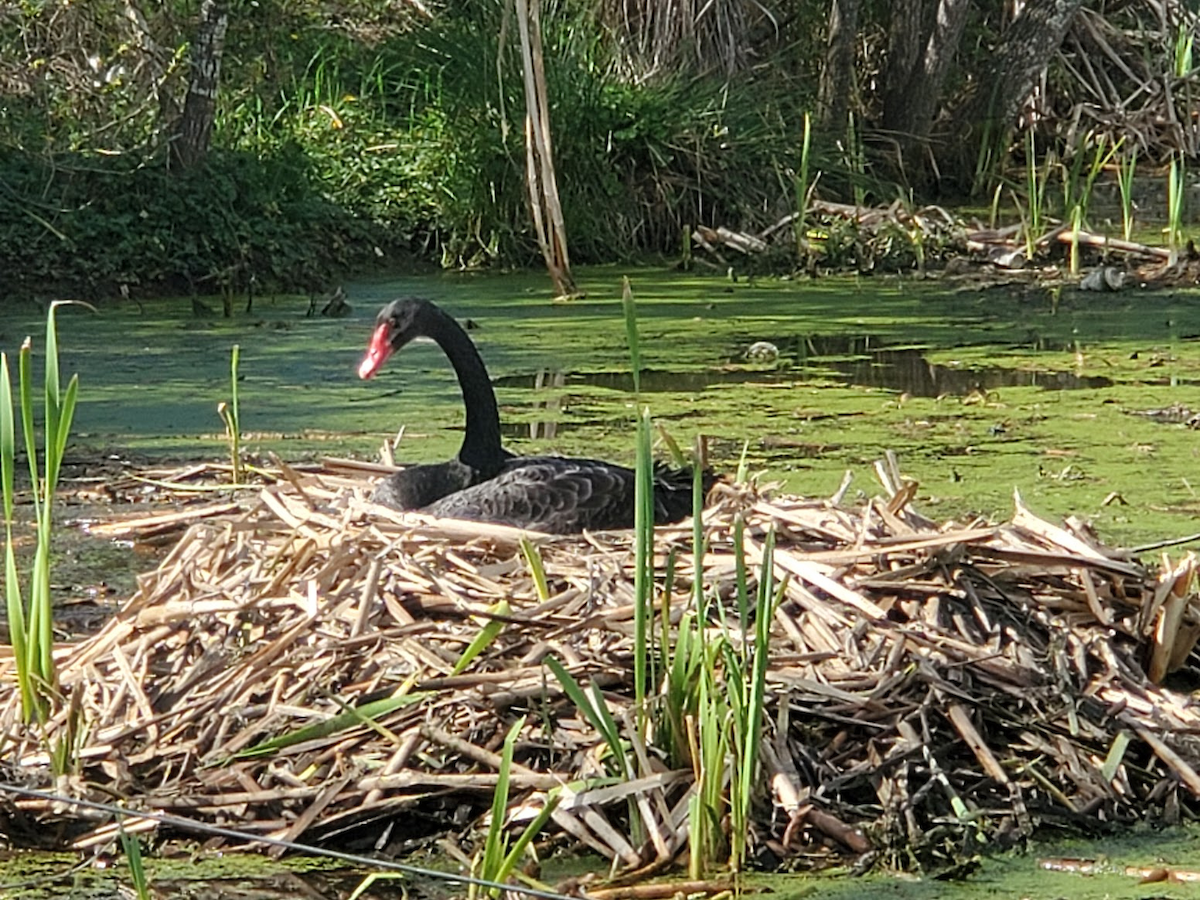 Black Swan - ML606738081