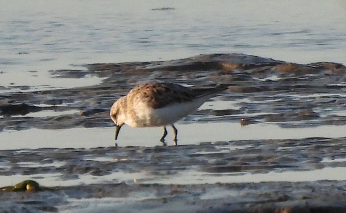 Red-necked Stint - ML606738191