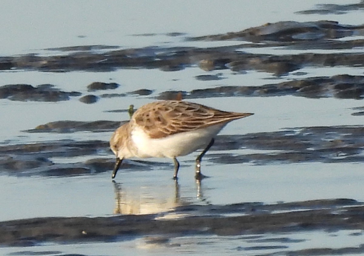 Red-necked Stint - Maylene McLeod