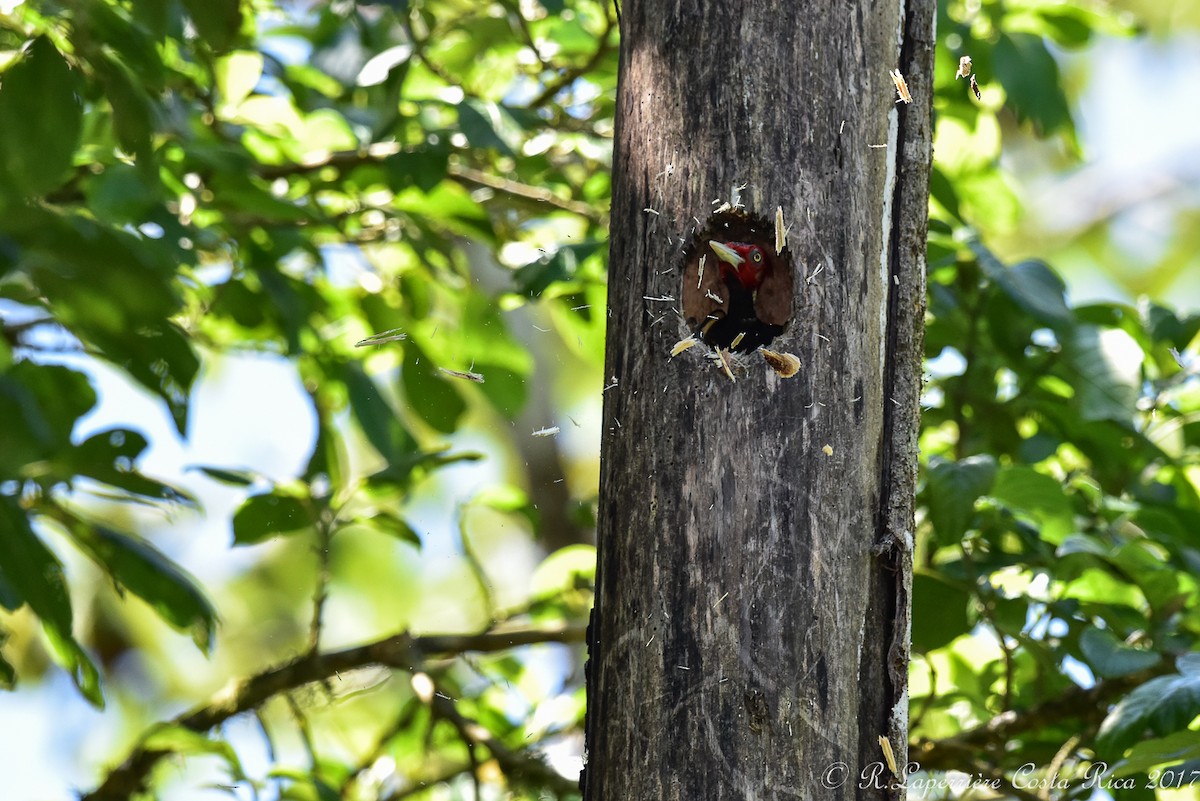 Pale-billed Woodpecker - René Laperrière