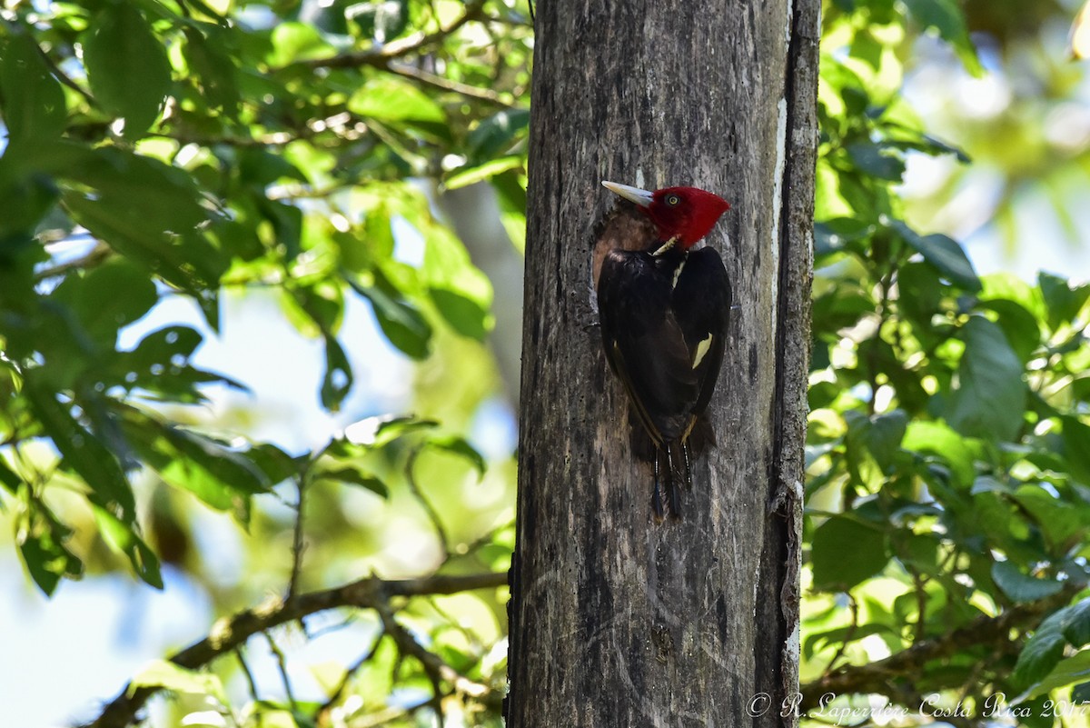 Pale-billed Woodpecker - René Laperrière