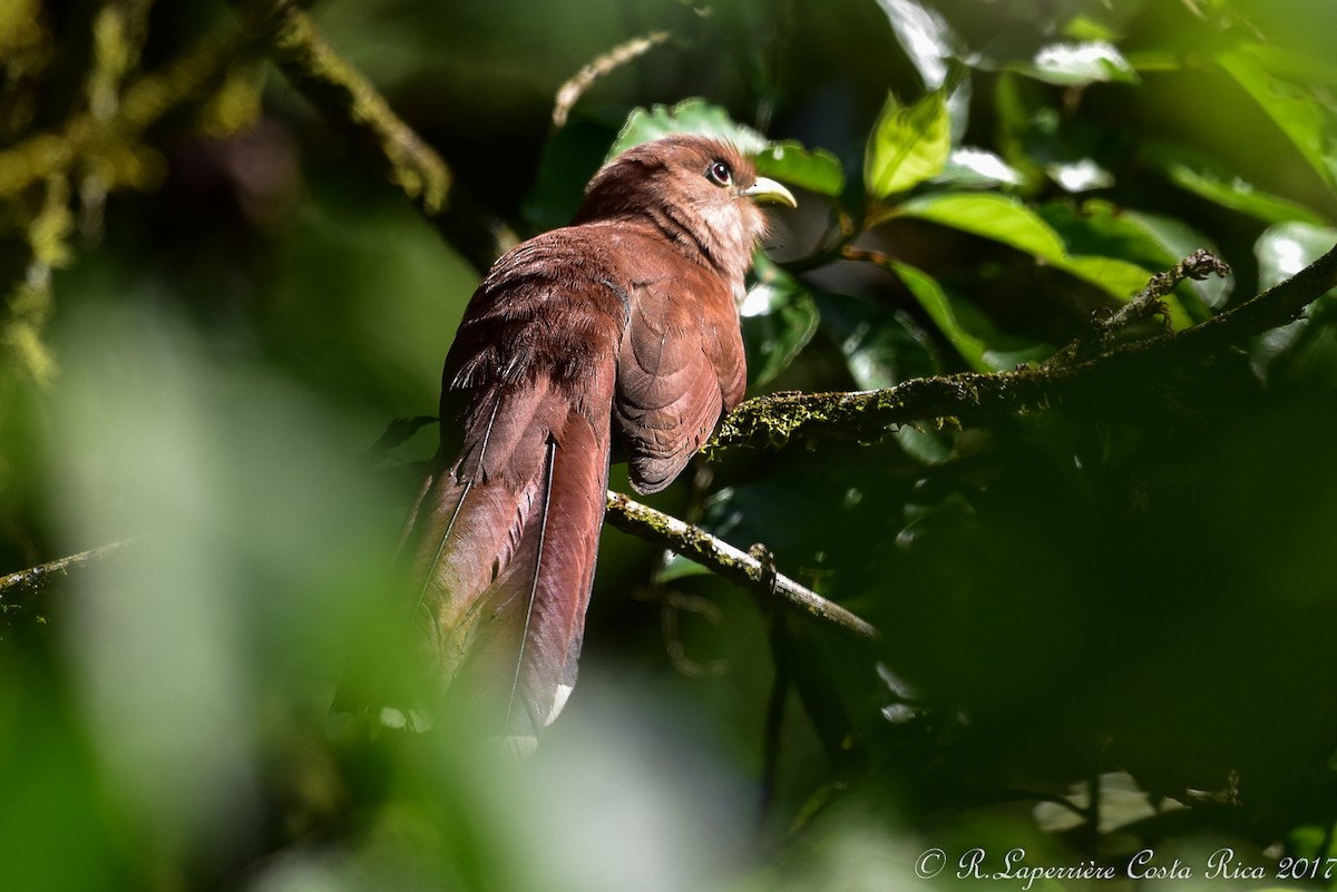 Squirrel Cuckoo - René Laperrière