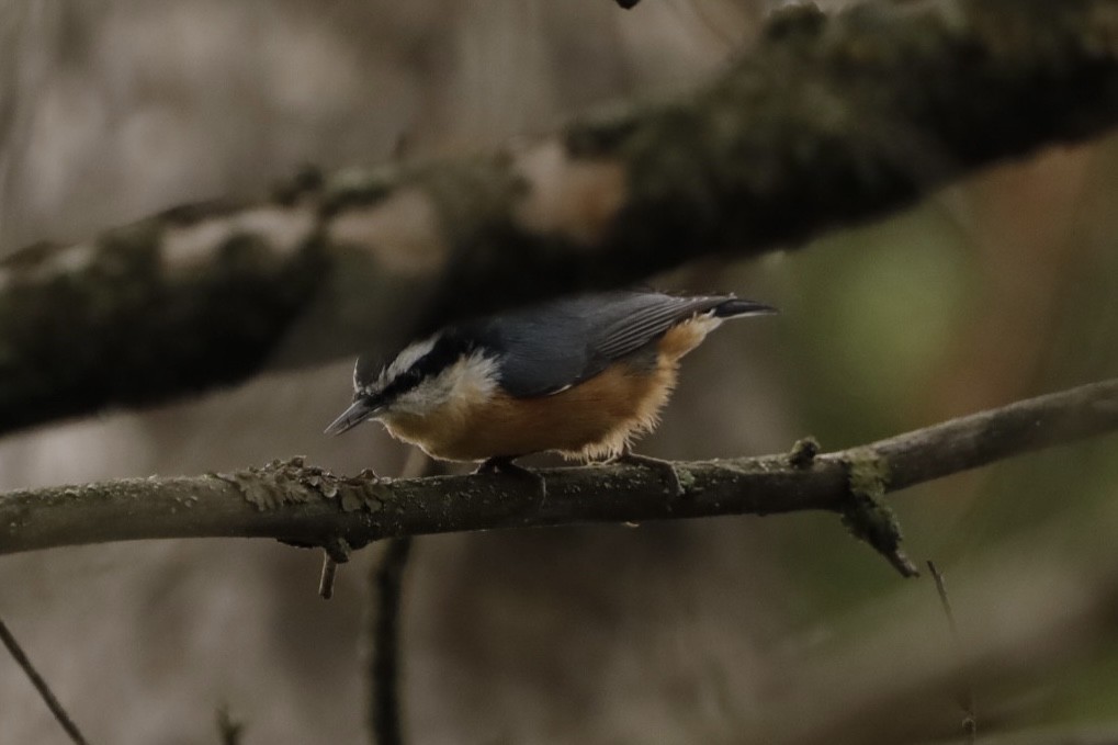 Red-breasted Nuthatch - ML606740161