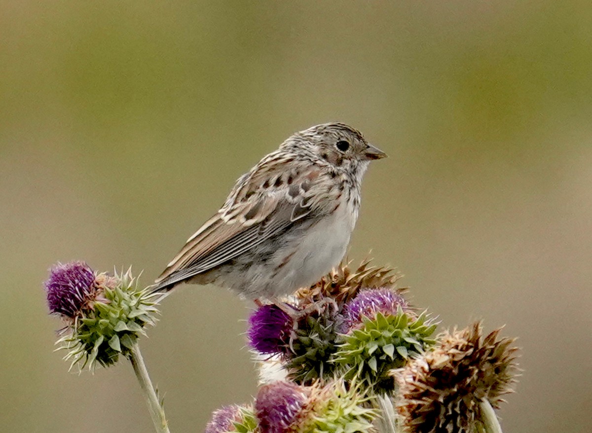 Vesper Sparrow - ML606740261