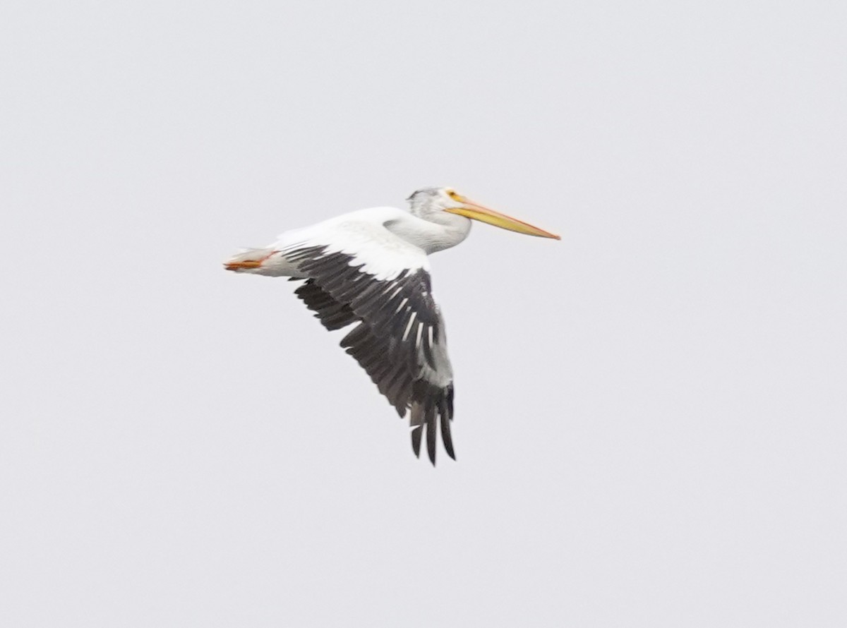 American White Pelican - ML606740361