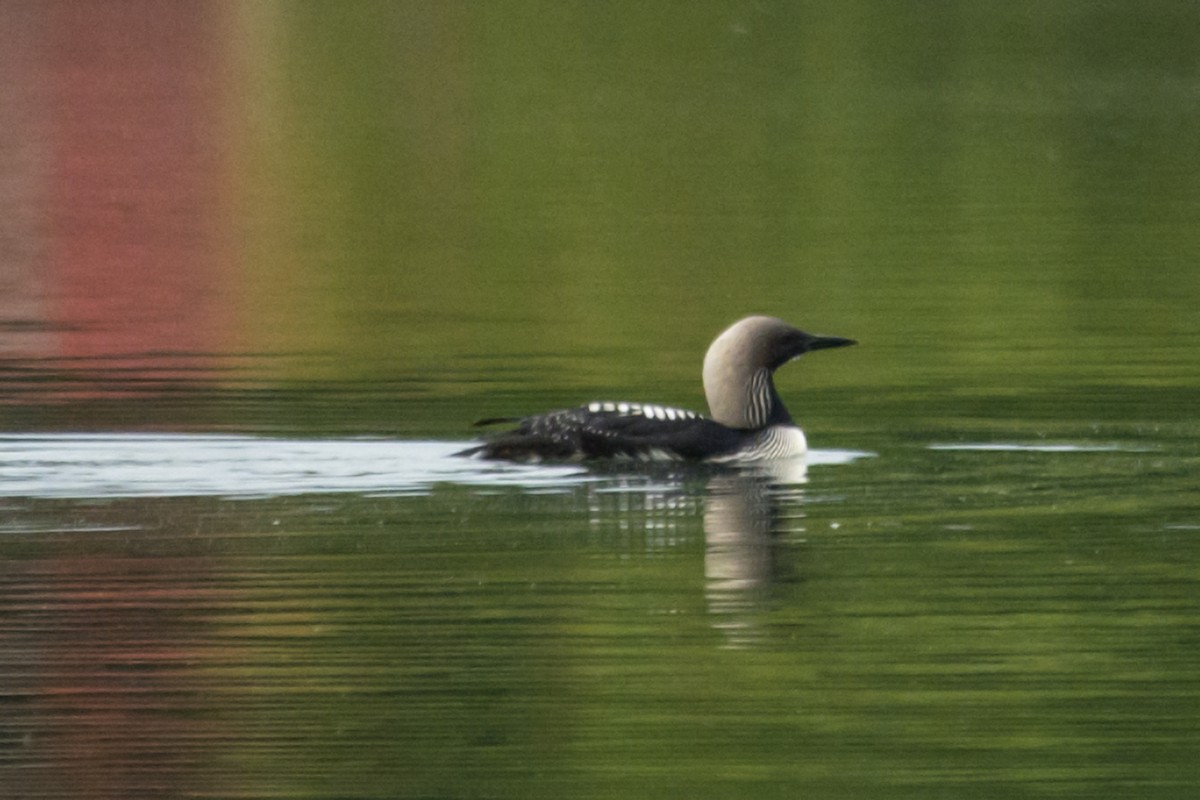 Pacific Loon - Joe Kwasniewski