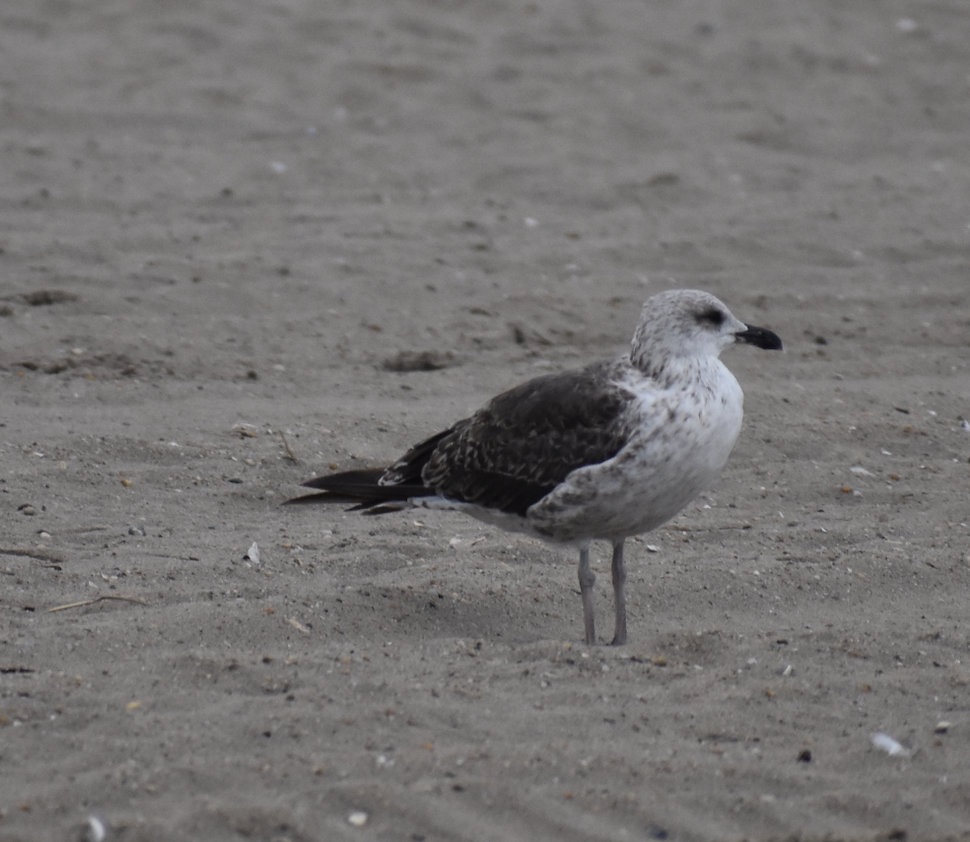 Lesser Black-backed Gull - ML606742911