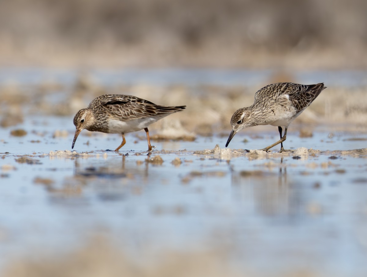 Pectoral Sandpiper - Lachy Wild