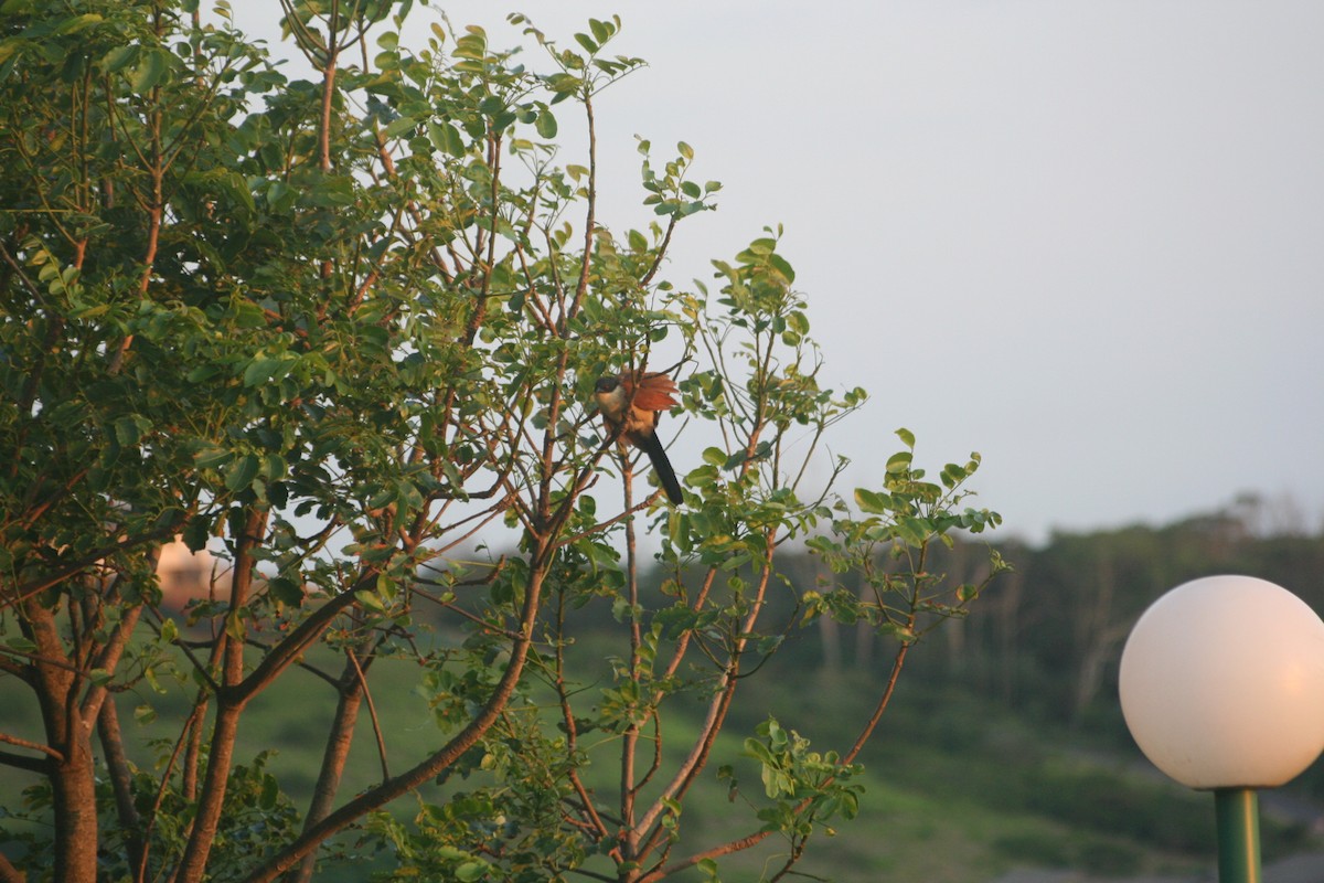 Chagra sp. - ML606746511