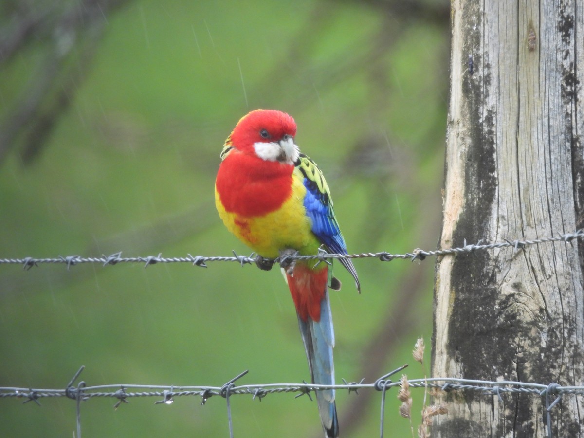 Eastern Rosella - Chanith Wijeratne