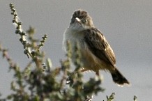 Zitting Cisticola - ML606747461