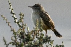 Zitting Cisticola - ML606747481