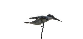 Pied Kingfisher - ML606747561