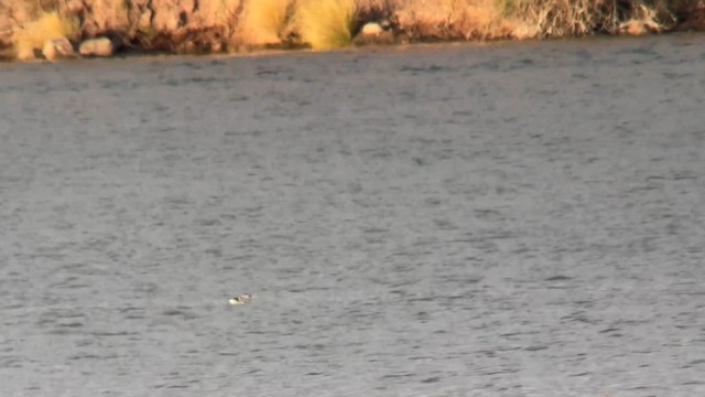 Red-billed Tropicbird - ML606747891