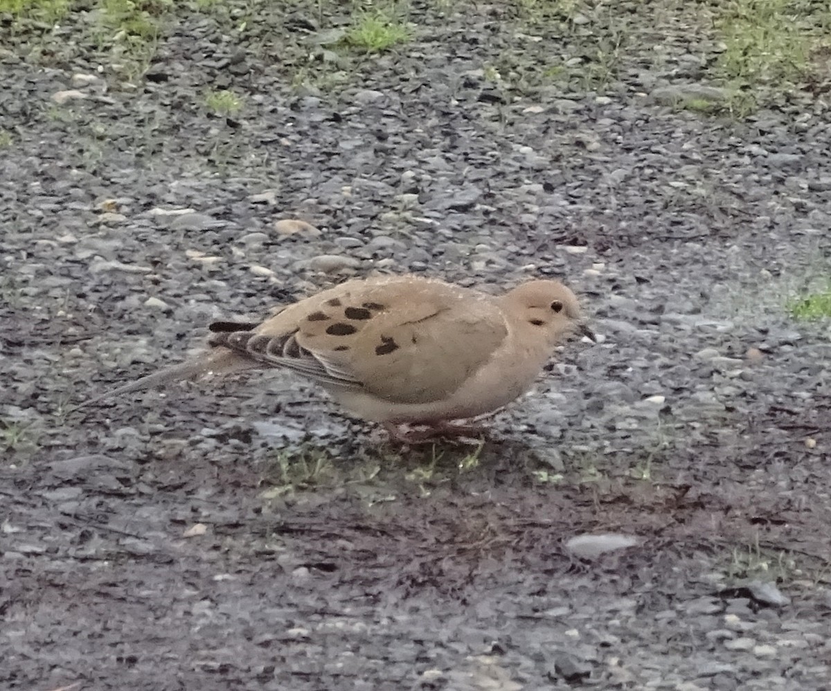 Mourning Dove - ML60674931