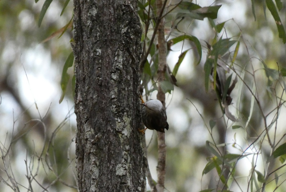 Varied Sittella - Ian Starling