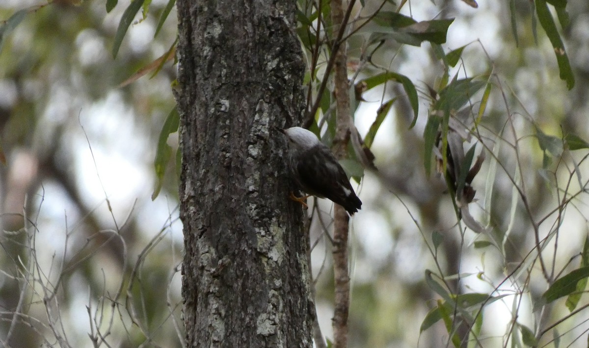 Varied Sittella - ML606749741