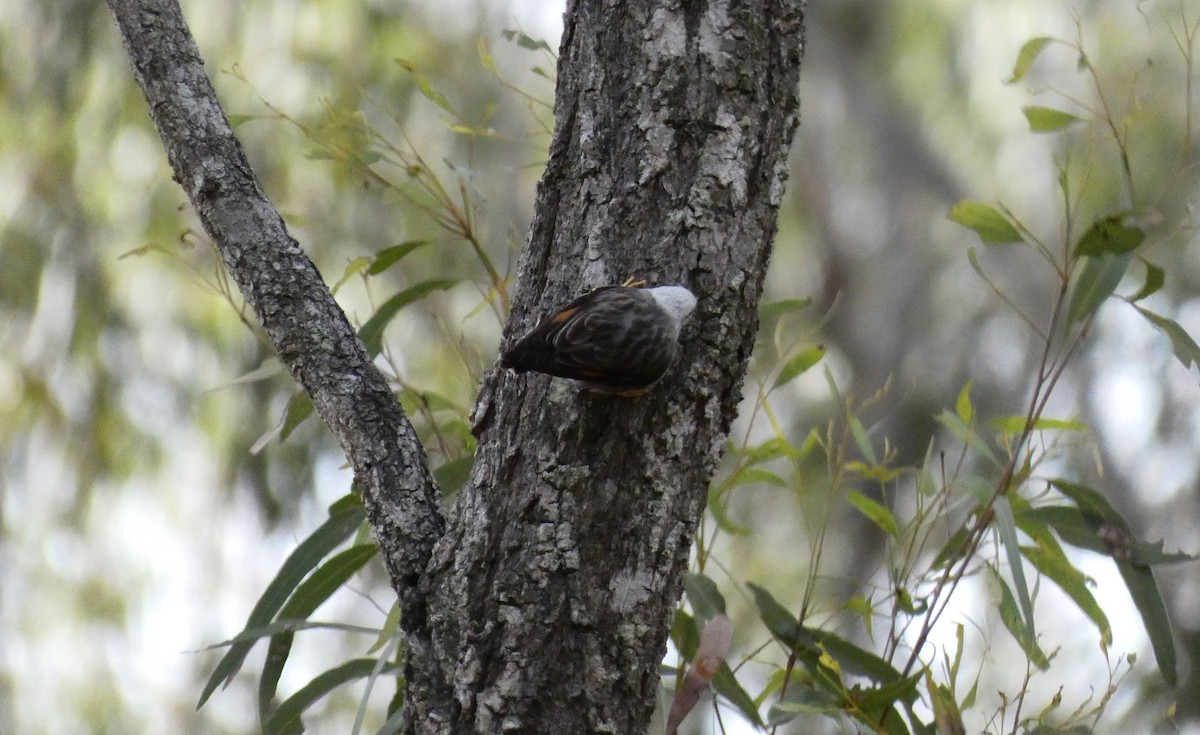 Varied Sittella - ML606749751