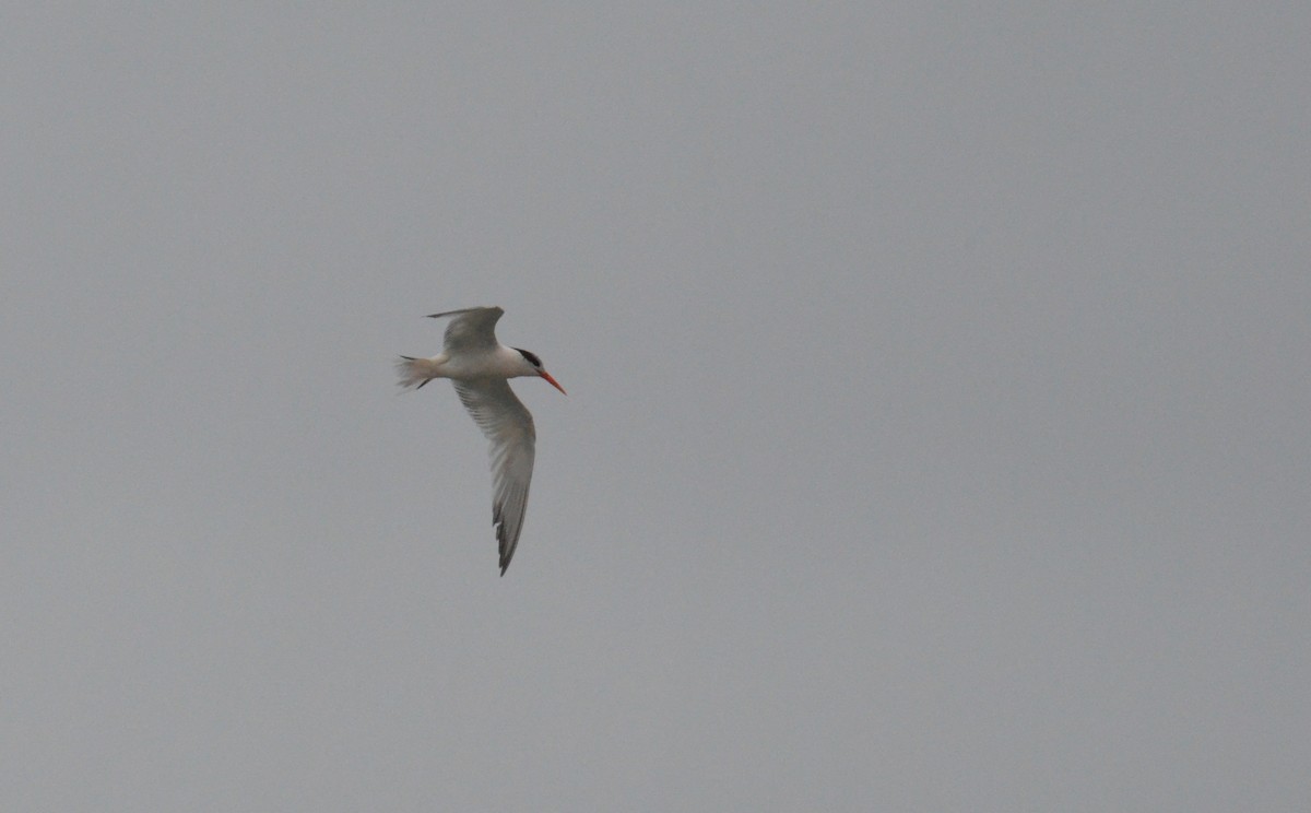 Elegant Tern - ML606749781