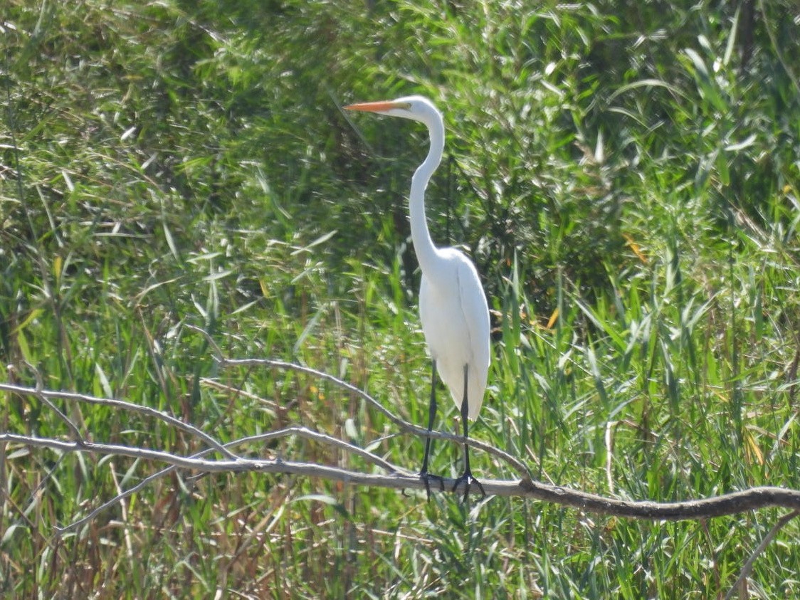 Great Egret - ML606750421