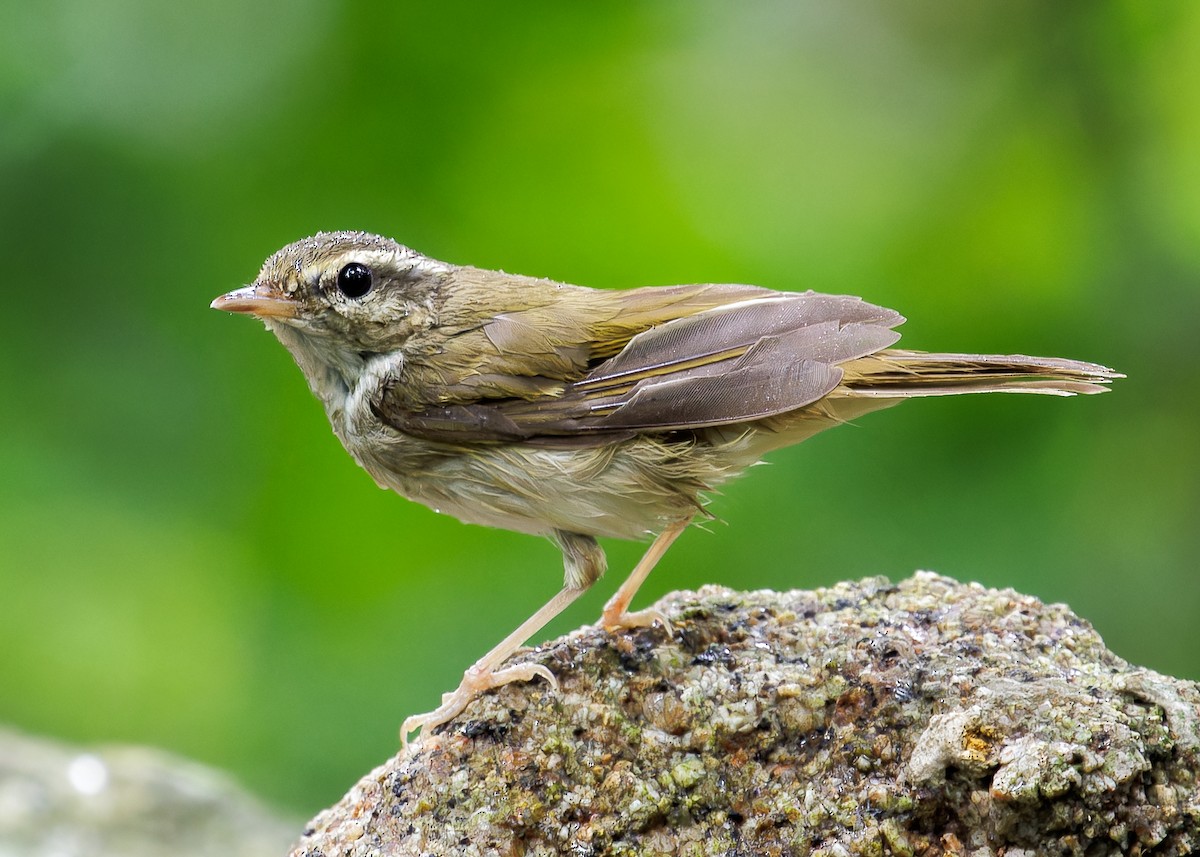 Pale-legged Leaf Warbler - Andrew Stewart