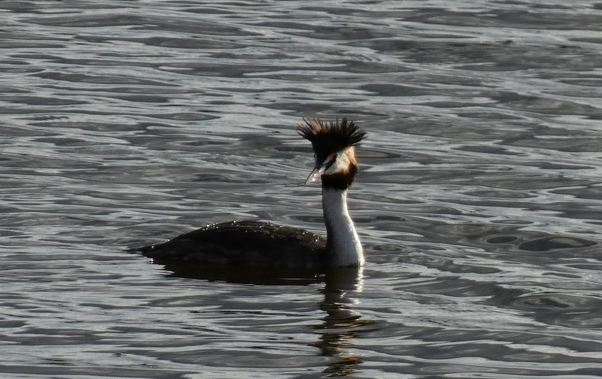 Отгот шунгуур - ML606750761